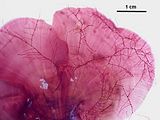 1 - Tallo epifita su Peyssonnelia sp.